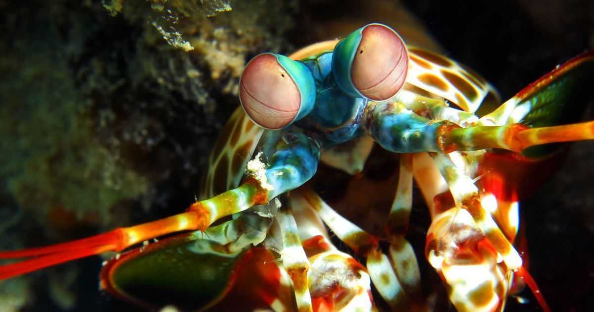Picture for This shrimp is awesome article